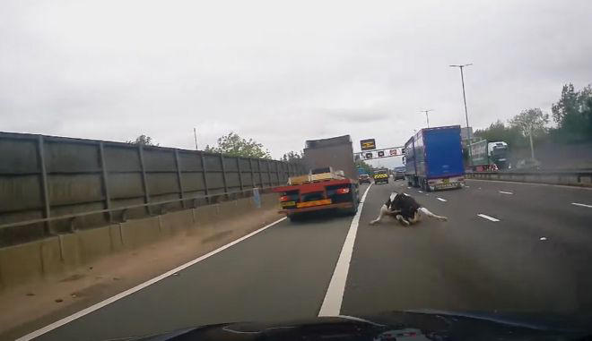 Βρετανία: Φορτηγό "αδειάζει" αγελάδα σε αυτοκινητόδρομο - Συγκλονιστικό βίντεο