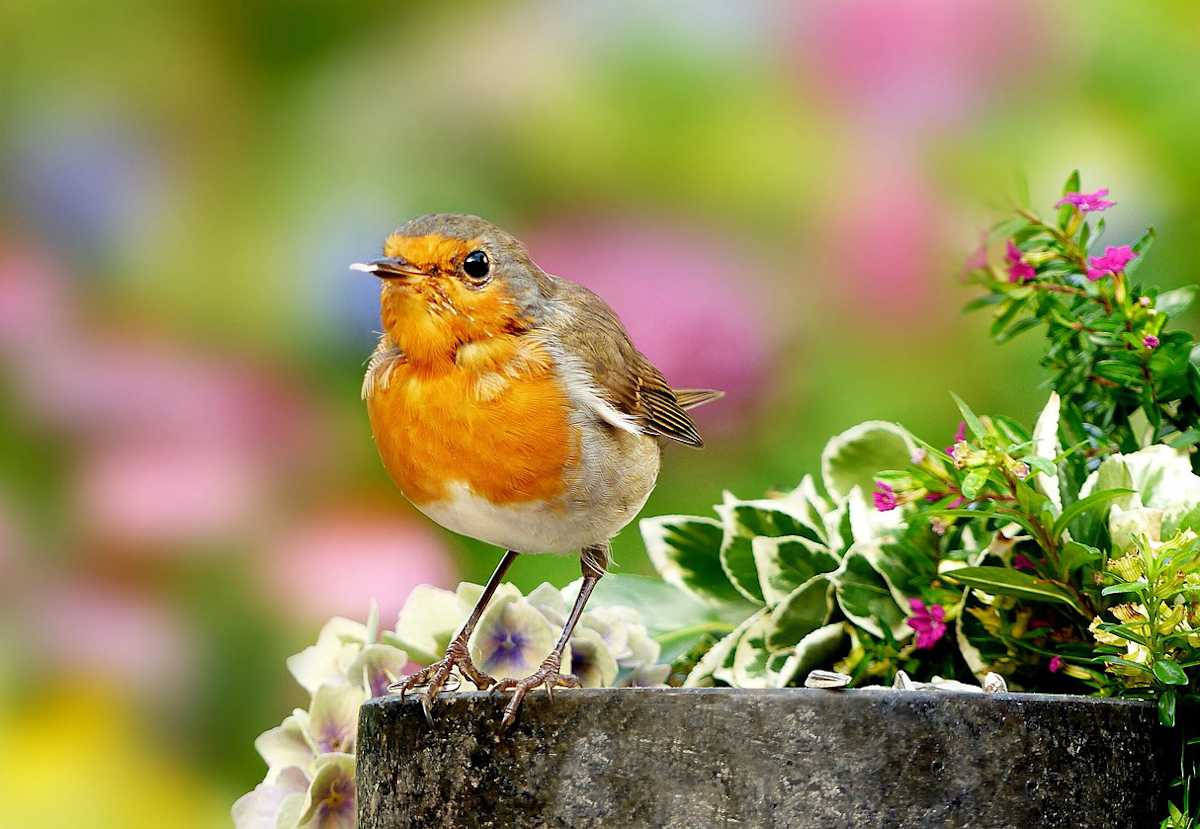 Rouge Gorge Pourquoi Et Comment Lattirer Dans Son Jardin