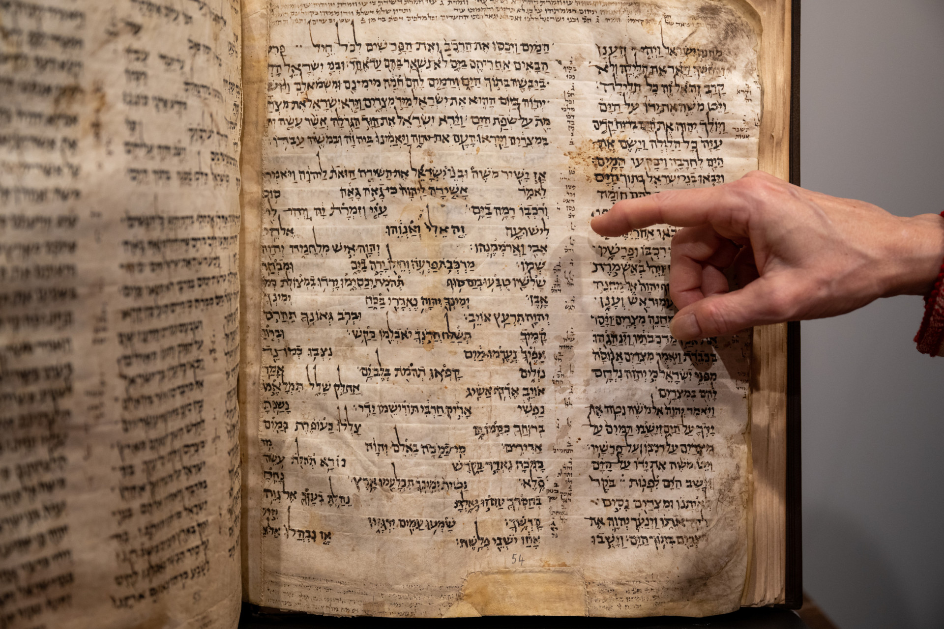 10 Types of Bonsai Trees for Beginners