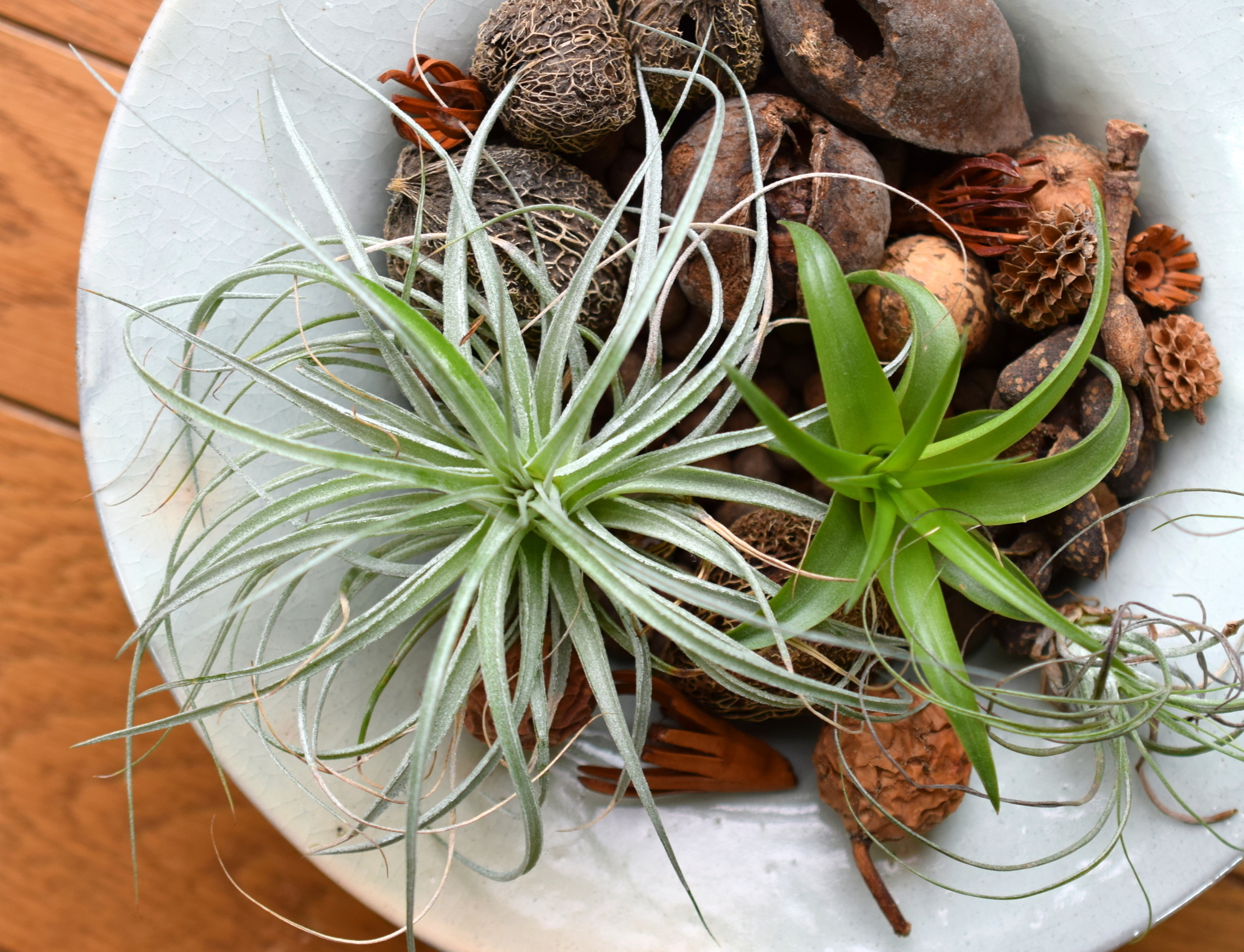 The 20 best houseplants for beginners