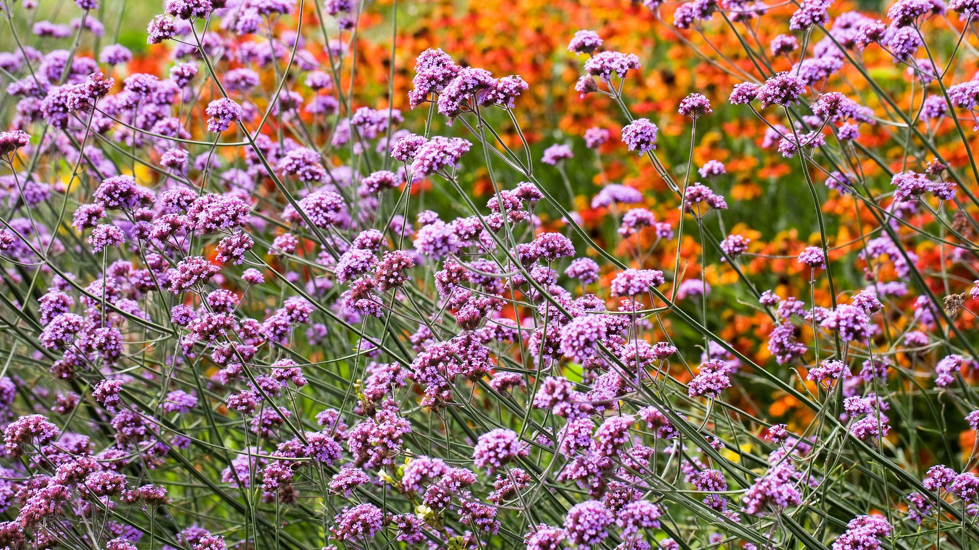 Purple flowers: 16 eye-catching blooms for instant impact