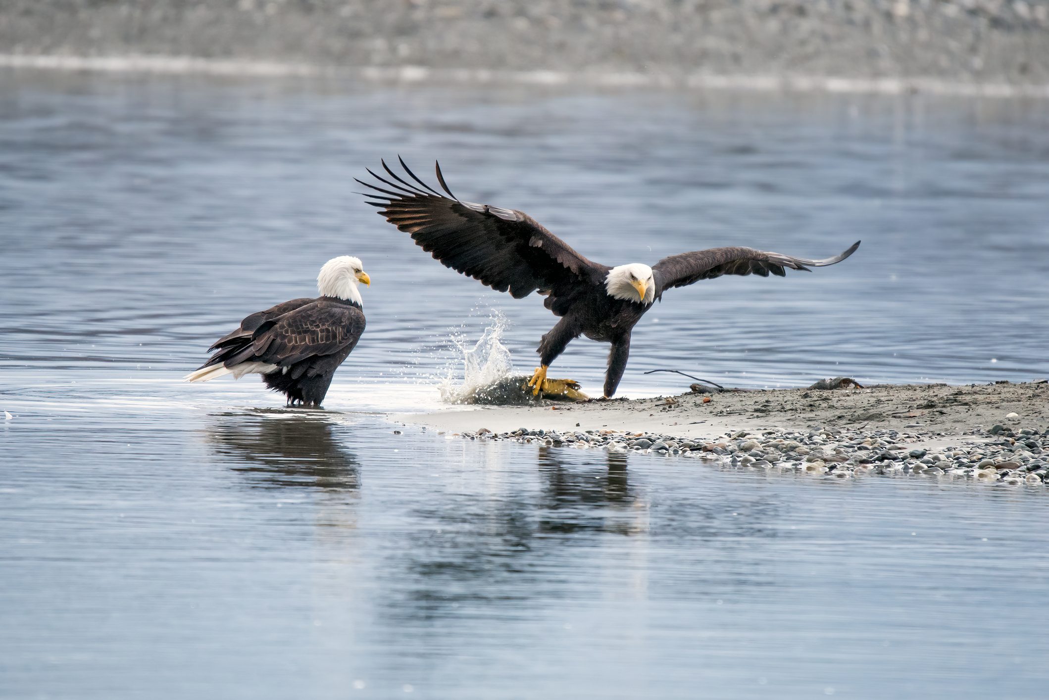<p>The Alaska <a href="https://www.tripadvisor.com/Attraction_Review-g31005-d247668-Reviews-Chilkat_Bald_Eagle_Preserve-Haines_Alaska.html" rel="noopener">Chilkat Bald Eagle Preserve</a> is a state park and wildlife refuge in Haines, and the Chilkat Valley, in particular, is home to 200 to 400 eagles. There is a free roadside pull-off at 19-mile Haines Highway with a short trail. In the summer, however, rafting and jet boat tours are available. Thinking of visiting? Learn the <a href="https://www.rd.com/article/when-to-buy-plane-tickets/" rel="noopener">best time to book a flight</a> for some serious savings.</p> <p class="listicle-page__cta-button-shop"><a class="shop-btn" href="https://www.tripadvisor.com/Attraction_Review-g31005-d247668-Reviews-Chilkat_Bald_Eagle_Preserve-Haines_Alaska.html">Learn More</a></p>