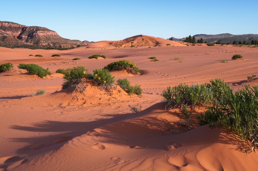 <div class="listicle-card">  <p>Although the red sands shift as much as 50 feet per year, the fun activities at <a href="https://www.tripadvisor.com/Attraction_Review-g57030-d208382-Reviews-Coral_Pink_Sand_Dunes_State_Park-Kanab_Utah.html" rel="noopener">the sand dunes</a> remain the same. Think camping, hiking, horseback riding and ATV riding. It is open every day with no holiday park closures.</p> <p class="listicle-page__cta-button-shop"><a class="shop-btn" href="https://www.tripadvisor.com/Attraction_Review-g57030-d208382-Reviews-Coral_Pink_Sand_Dunes_State_Park-Kanab_Utah.html">Learn More</a></p> </div>