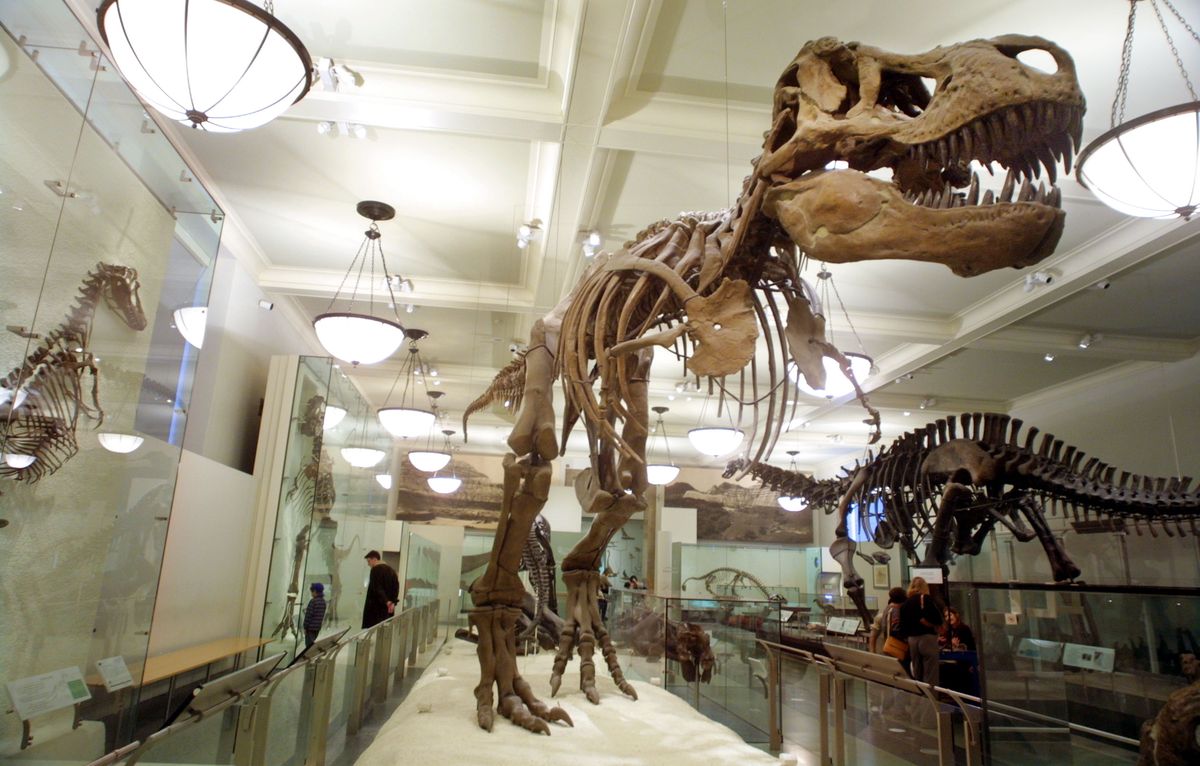 <p><strong>Location:</strong> Upper West Side of Manhattan </p><p>Dinosaur fans may never want to leave this incredible museum, which recently won a <a href="https://www.goodhousekeeping.com/life/travel/a42010445/family-travel-awards-2023/">2023 Good Housekeeping Family Travel Award</a>. The dino exhibit, which takes up an entire hall on the fourth floor, features 100 specimens and is mesmerizing. The <a href="https://go.redirectingat.com?id=74968X1553576&url=https%3A%2F%2Fwww.tripadvisor.com%2FAttraction_Review-g60763-d210108-Reviews-American_Museum_of_Natural_History-New_York_City_New_York.html&sref=https%3A%2F%2Fwww.goodhousekeeping.com%2Flife%2Ftravel%2Fg44504955%2Fthings-to-do-in-nyc%2F">American Museum of Natural History </a>still requires timed-entry reservations to visit; book the earliest slot for the best chance at seeing the dinos without a lot of crowds. </p>