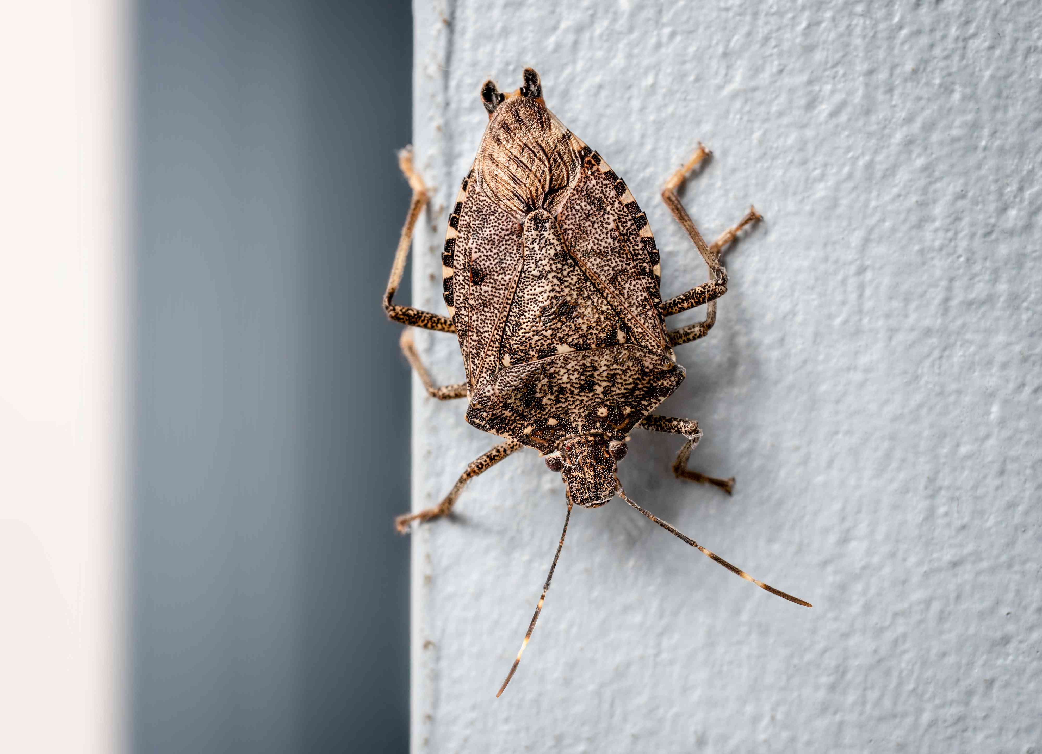 How to Get Rid of Stink Bugs 11 ExpertBacked Strategies