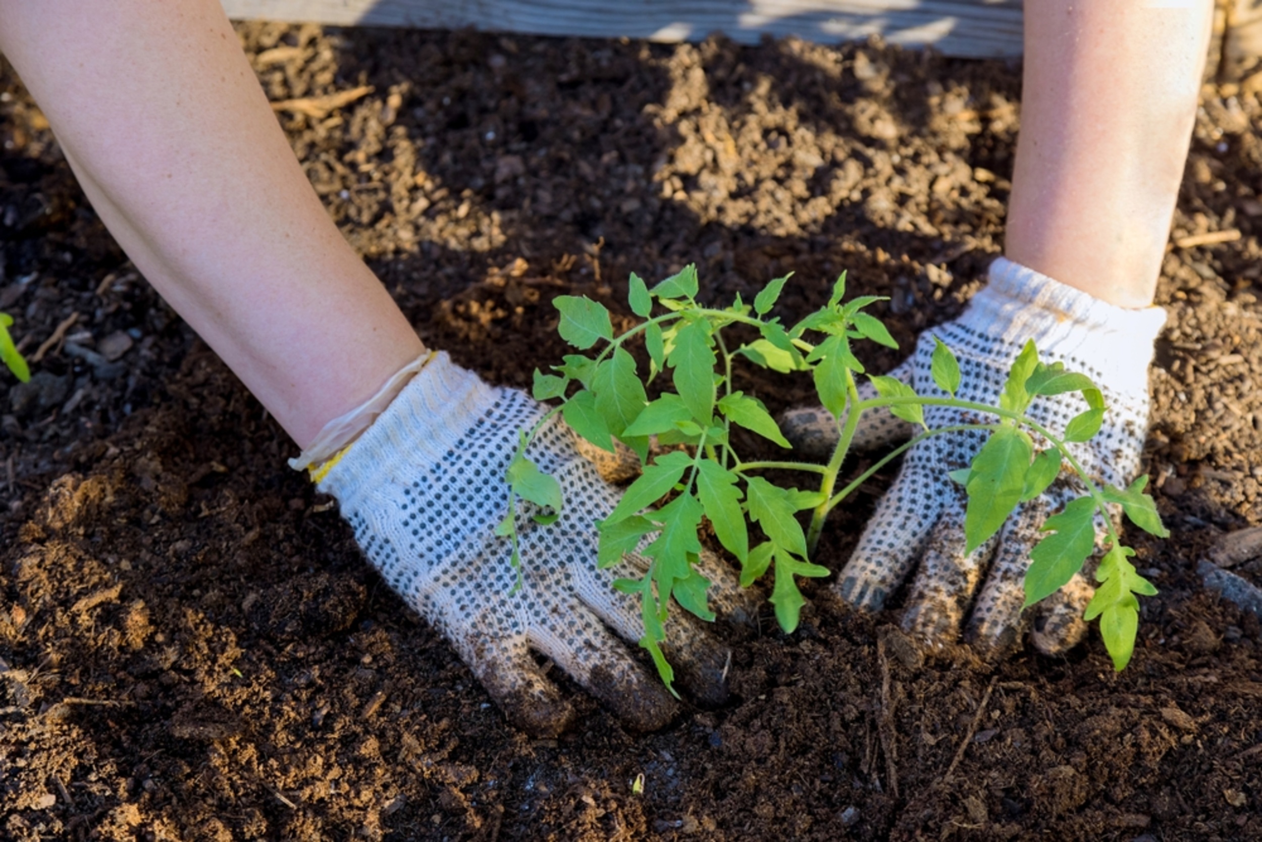 20 tips for growing a thriving herb garden