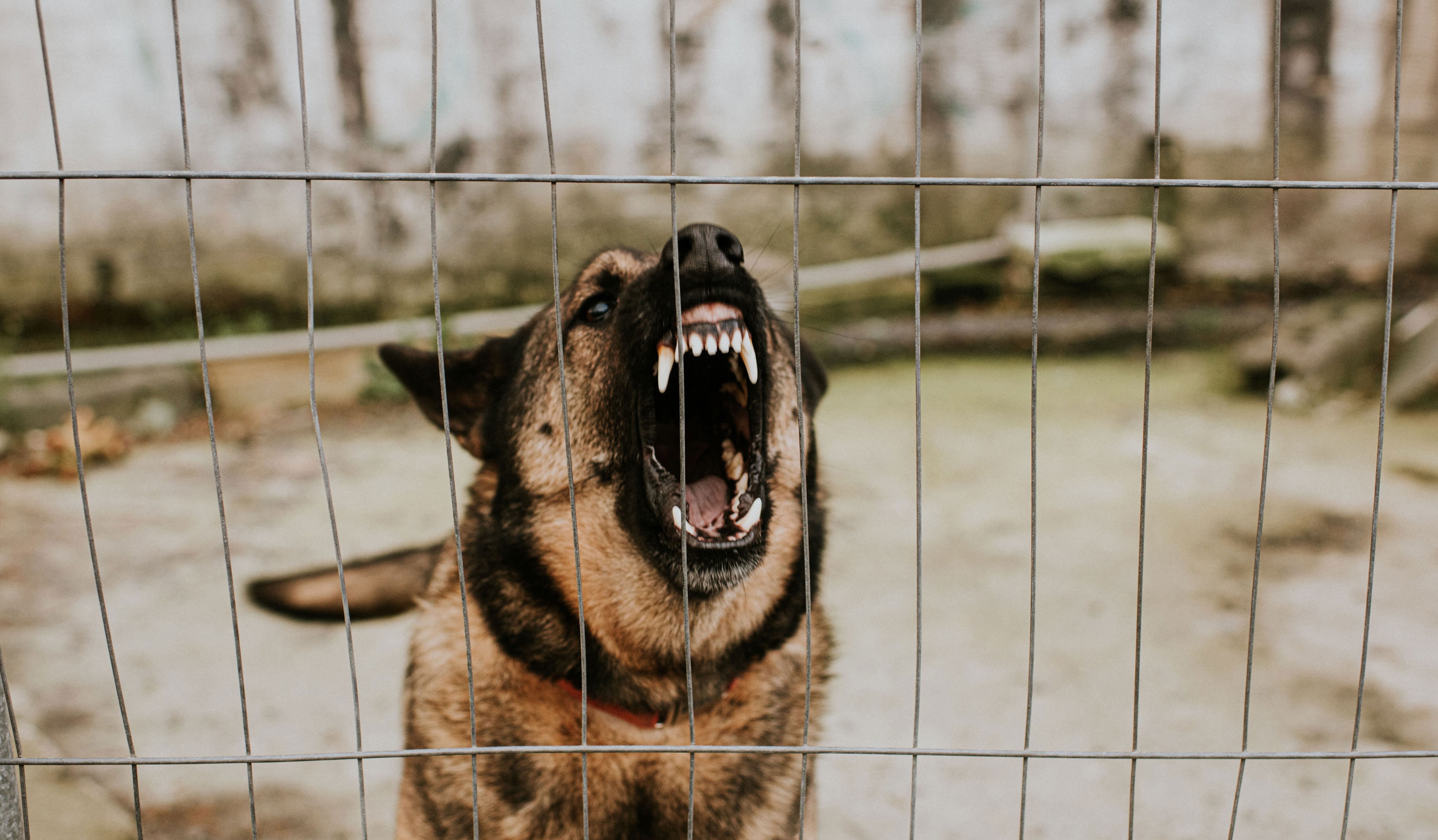 ¿qué hacer si un perro es muy agresivo?