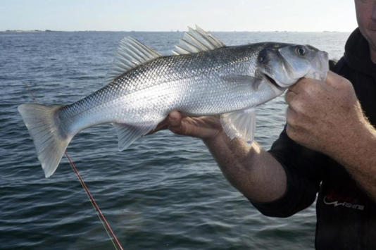 Les pêcheurs de loisir demandent une modification de l’arrêté sur la pêche au bar depuis le rivage.