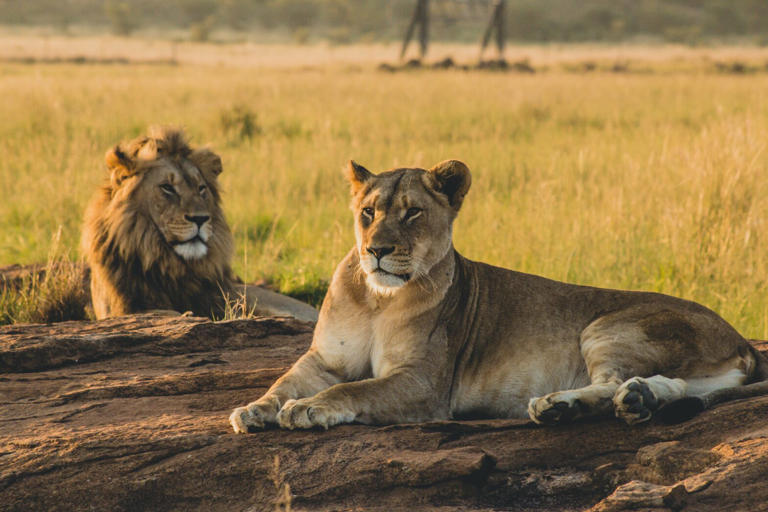 Planning an African Safari? Here’s Where You Can Spot the Big 5