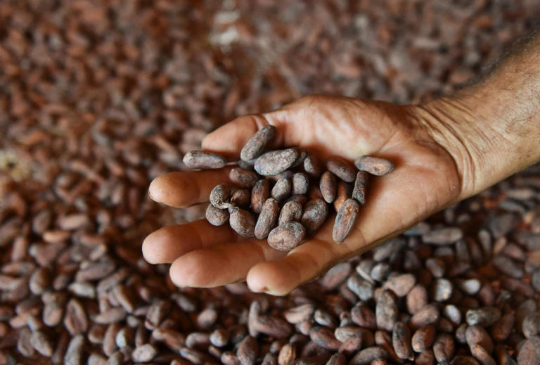 Mężczyzna pokazuje ziarna kakaowca w Guerimie w Kolumbii, 2 grudnia 2022 roku Daniel Munoz AFP