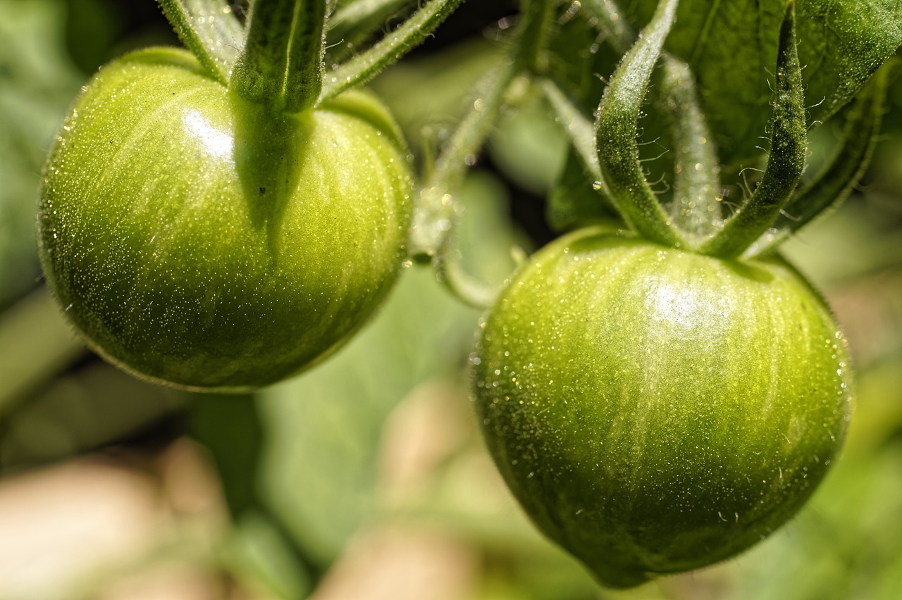 jak zabránit plísni na rajčatech? padlí se dá předejít