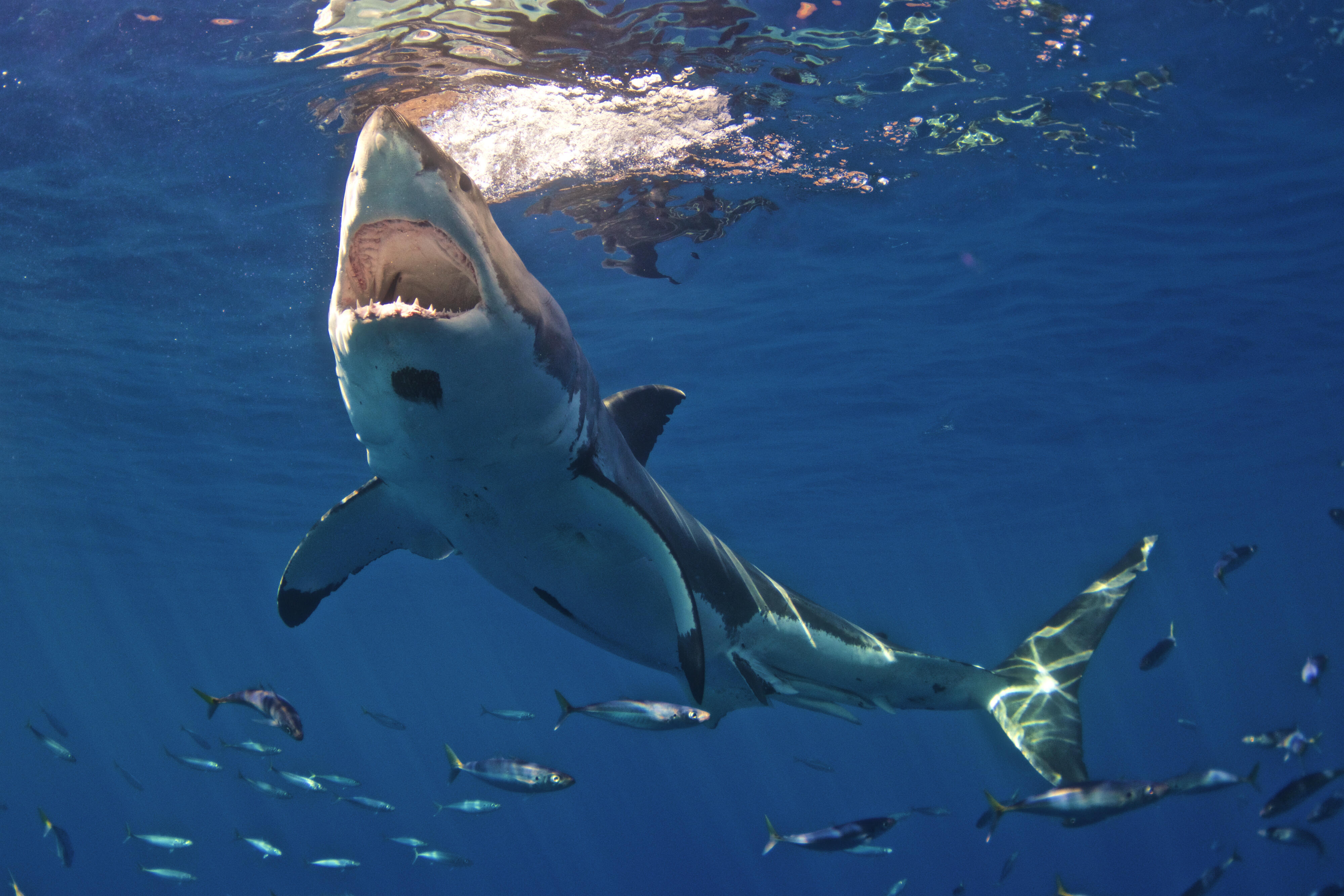 Нападение акулы в море. Акулы в Красном море Хургада.