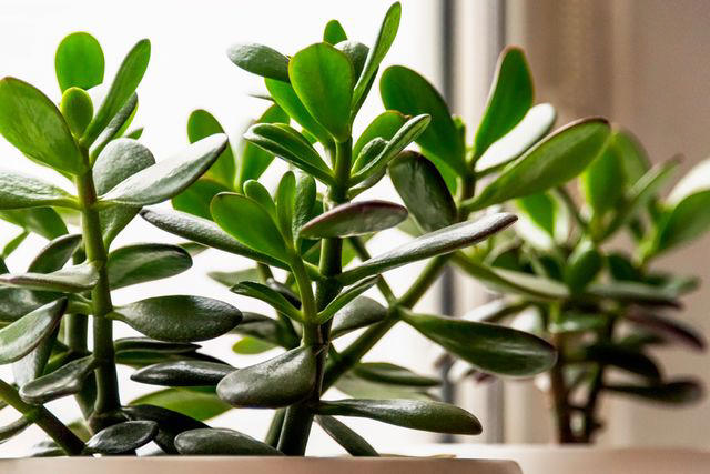 The 10 Best Terrarium Plants for Your Miniature Ecosystem