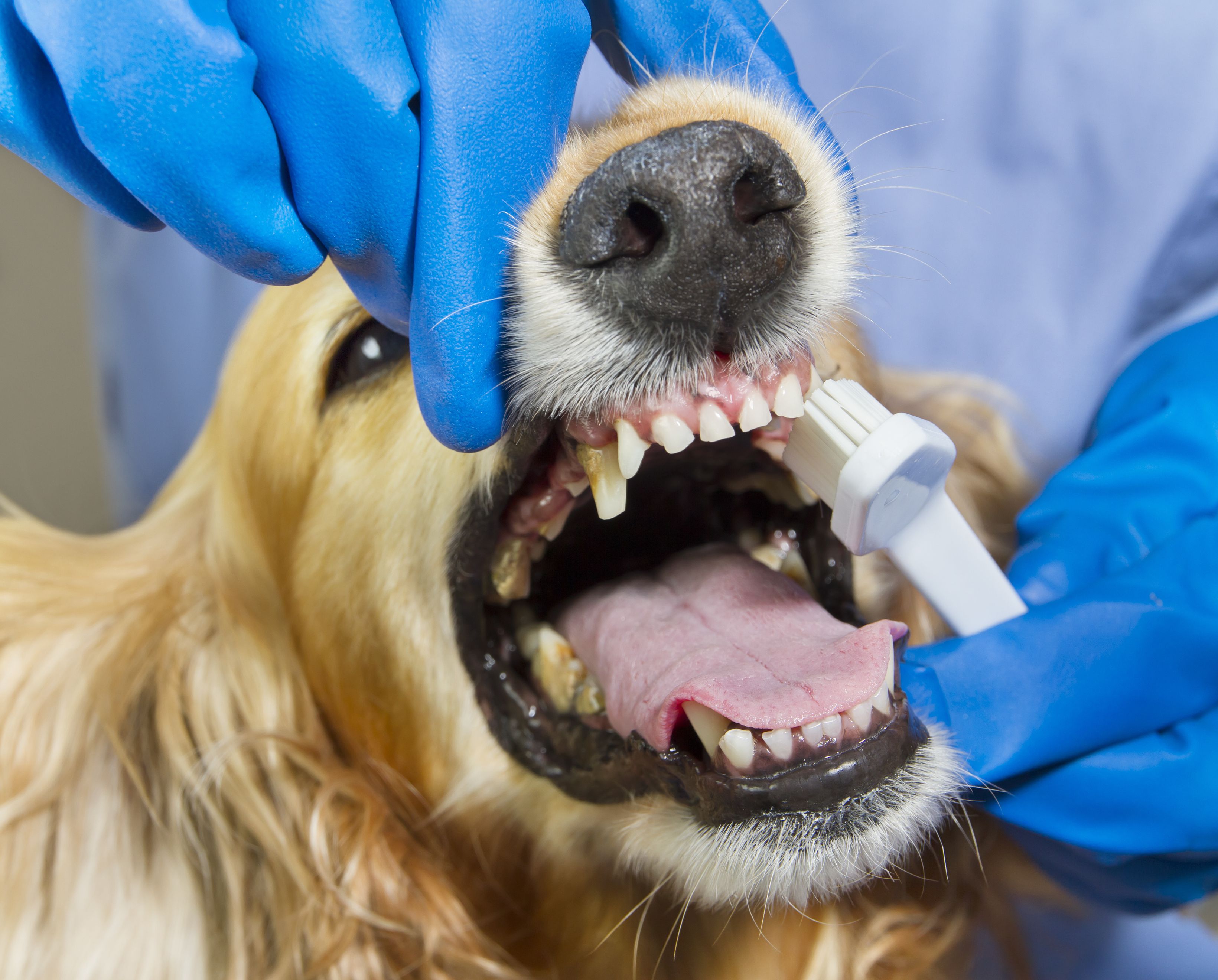 Исследование ротовой полости. Ультразвуковая чистка зубов собаке.