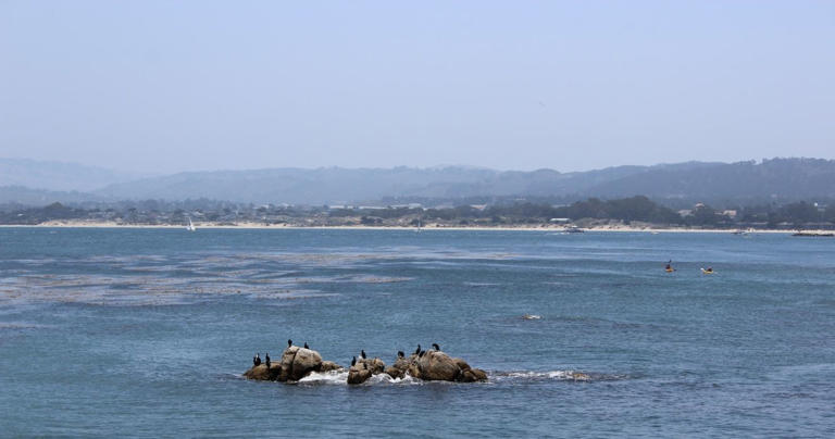 10 Scenic Eco-Friendly Tours You Can Take In Monterey