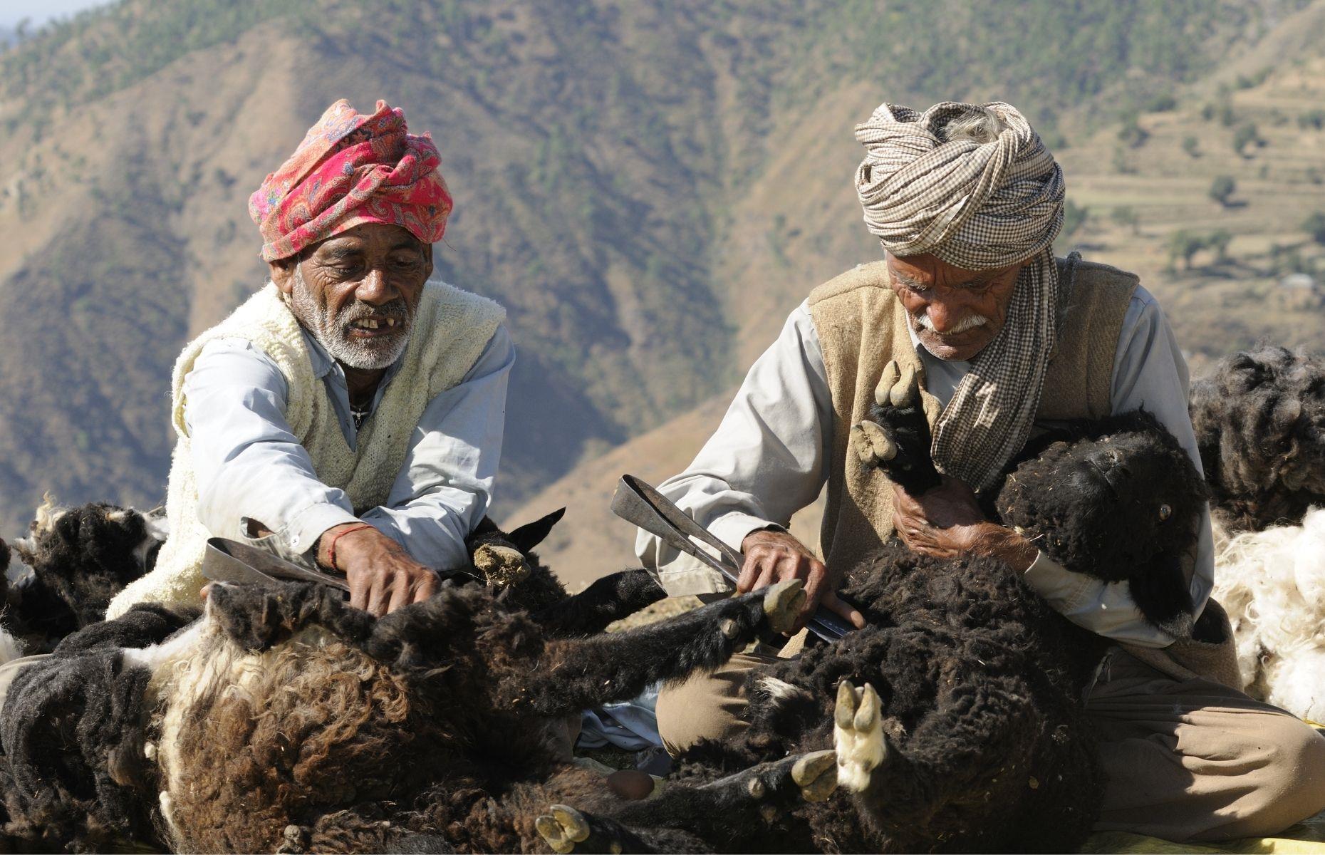 <p>While there are conflicting theories about the origins of the Gaddi, many believe they descended from persecuted refugees of Aurangzeb's reign, between 1658 and 1707. This historic tribe have lived the same way for centuries, selling wool and goat skins to traders, or exchanging meat for food during their travels. Sadly, global warming is making life increasingly difficult for the Gaddi, as good grazing pastures become harder to find – although the Gaddi believe the Hindu deity, Shiva, is responsible for the unpredictable weather.</p>
