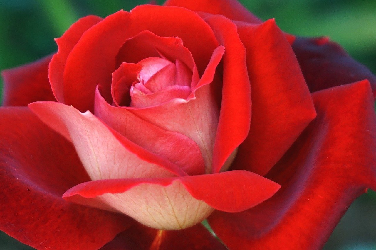 jak nařízkovat růže za jedno odpoledne – úspěšnost je při správném postupu skoro 100 %