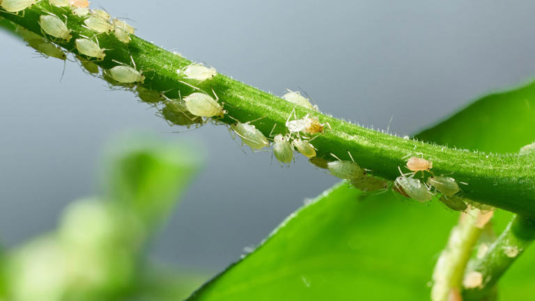 7 Ways To Repel Aphids And Keep Them Out Of Your Yard