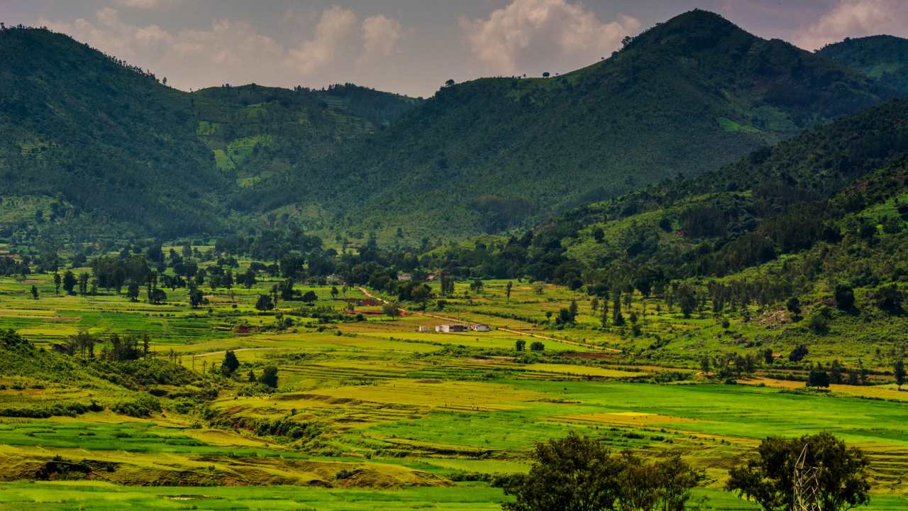 Bengaluru to Bandipur forest: The gorgeous route to Bandipur Forest begins as you exit Bengaluru enroute to Mysuru. The scenery changes as you leave the city towards lush vegetation, rolling hills, and fascinating fauna. (Image: PTI)