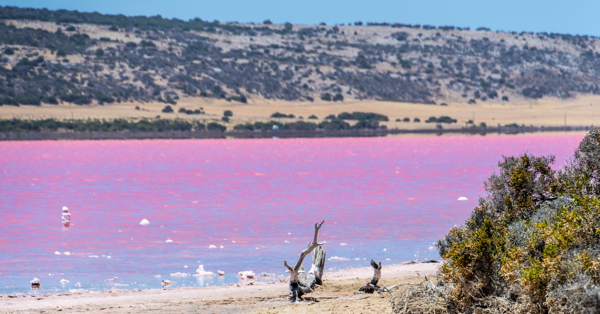 <p> On the northern edge of Middle Island, a rocky island off southwestern Australia, is one of Australia’s most notable lakes, Lake Hillier. </p><p>Known for its bubblegum pink color, the contrast of the lake against the surrounding lush greenery and the blue of the ocean is striking. </p><p>It’s not the only pink lake in the world but it’s definitely worth a visit if you find yourself venturing down under.</p><p>  <p class=""><a href="https://financebuzz.com/recession-coming-55mp?utm_source=msn&utm_medium=feed&synd_slide=16&synd_postid=12626&synd_backlink_title=9+Things+You+Must+Do+Before+The+Next+Recession&synd_backlink_position=9&synd_slug=recession-coming-55mp">9 Things You Must Do Before The Next Recession</a></p>  </p>