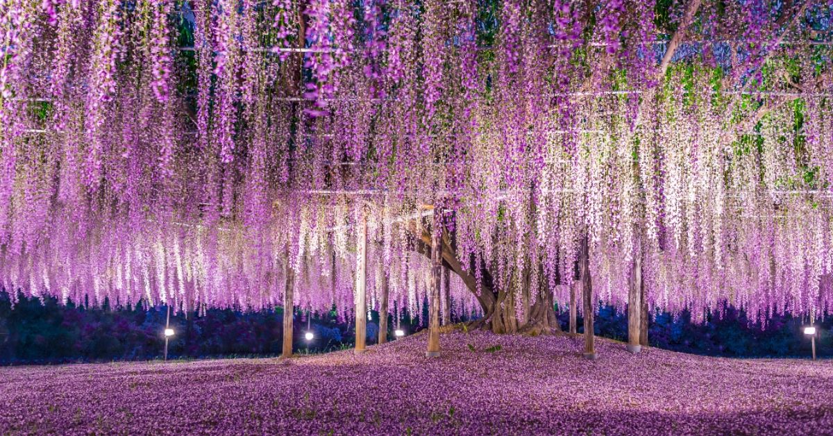 <p> Spanning 23 acres in the city of Ashikaga in Tochigi Prefecture, Japan, the Ashikaga Flower Park showcases more than 350 wisterias and many other flowers. </p><p>The park’s wisteria tunnels span some 87 yards. Visitors can walk through to enjoy the beauty of the pink, purple, blue, white, and lavender colors of the suspended flowers. </p> <p> The Great Miracle Wisteria steals the show, though. It’s a sprawling, 140-year-old wisteria in the middle of the park. Venture outside to continue the spectacle, where you’ll find numerous other wisteria displays, including domes, pyramids, arches, and a waterfall.</p>