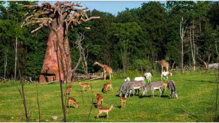 8 finest zoos in India and abroad