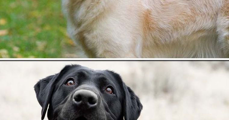 Golden Retriever to Labrador-7 best dog breeds for swimming