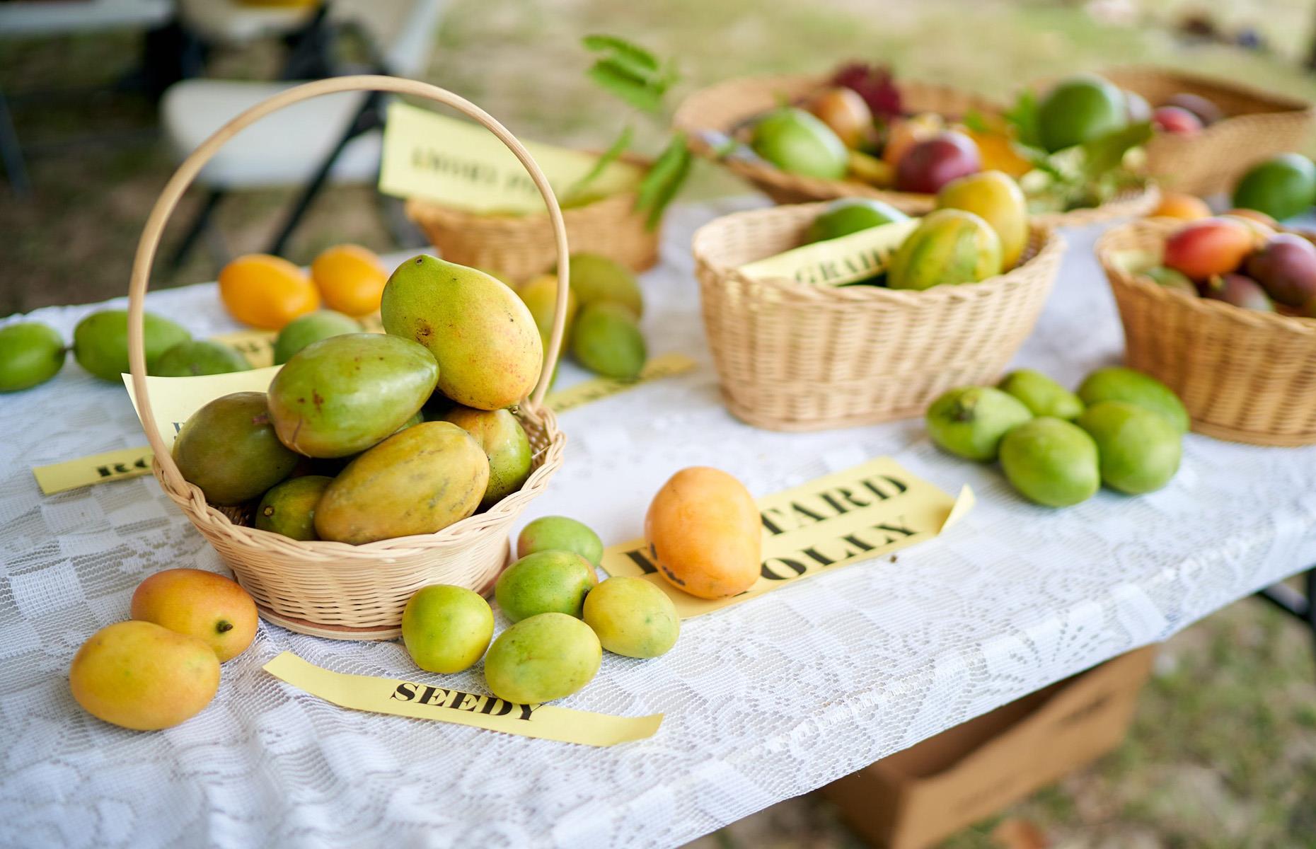 <p>Nevis is home to a whopping 44 varieties of mango, so it makes sense that every summer, the island hosts its very own <a href="https://nevismangofest.com/2023">Mango Festival</a>: a celebration of its most famous and beloved fruit. Usually held at the end of June or start of July, the party lasts from Friday right through to Sunday, and involves everything from mango massages, treasure hunts, food tastings and bar crawls to cookery demonstrations and mixology competitions – all at some of Nevis’ most beautiful locations.</p>