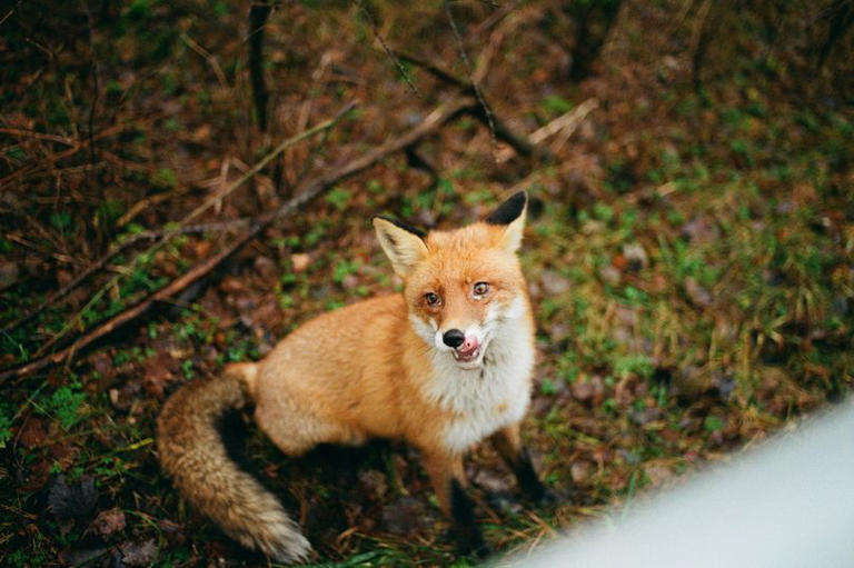 Expert Explains Safe And Humane Ways To Keep Foxes Out Of Your Garden During Mating Season 