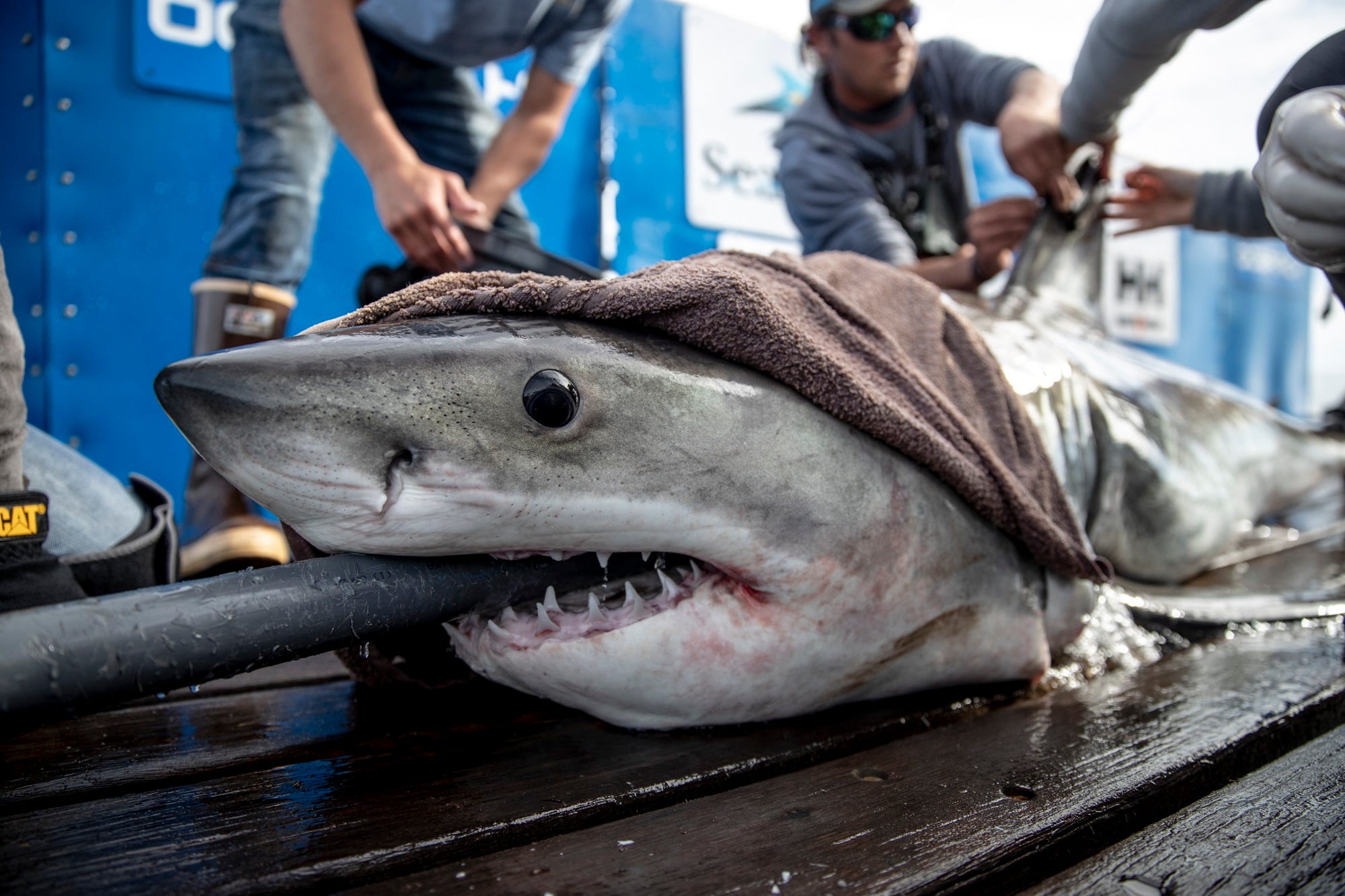 Сколько акулы убивают. Сиамский залив акулы. Белая акула. Укус большой белой акулы.