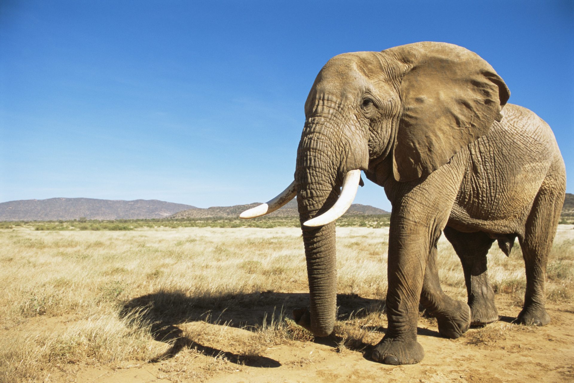 Hundreds of elephants died under mysterious circumstances and we didn't ...