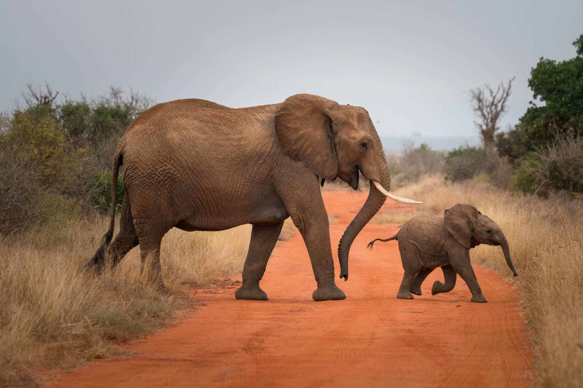 Researchers made a weird new discovery about elephants