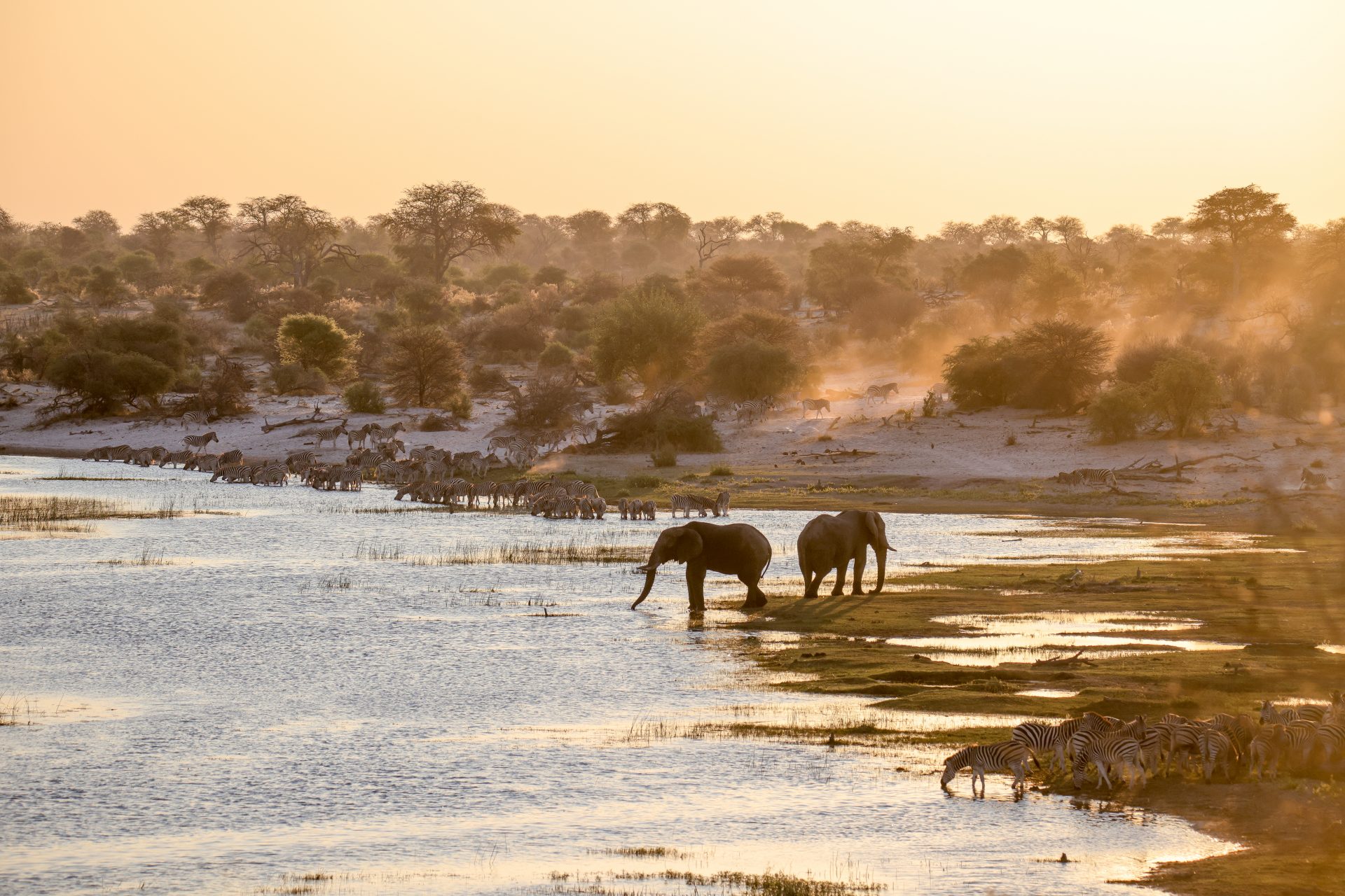 Researchers made a weird new discovery about elephants