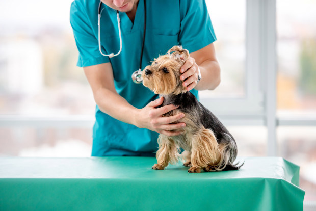 Veterinarian Provides Important Tips for Those Struggling to Afford ...