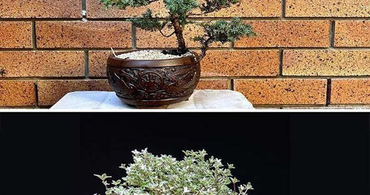 Juniper to Pine: 7 plants best for Bonsai