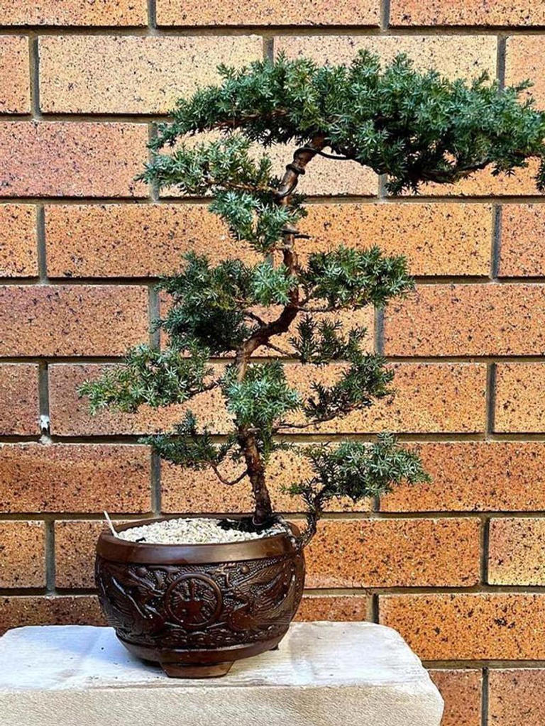 Juniper to Pine: 7 plants best for Bonsai