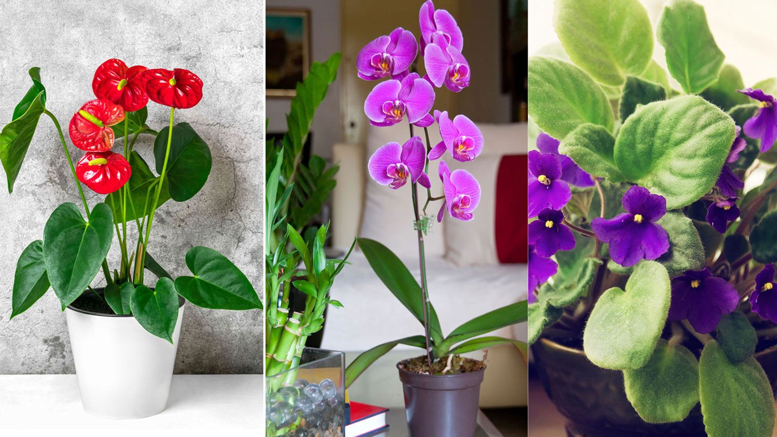 10 indoor plants that flower all year round – choose from our expert ...