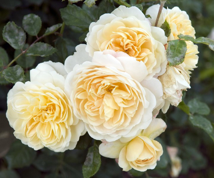 Roses: a plant guide on growing this fragrant flower