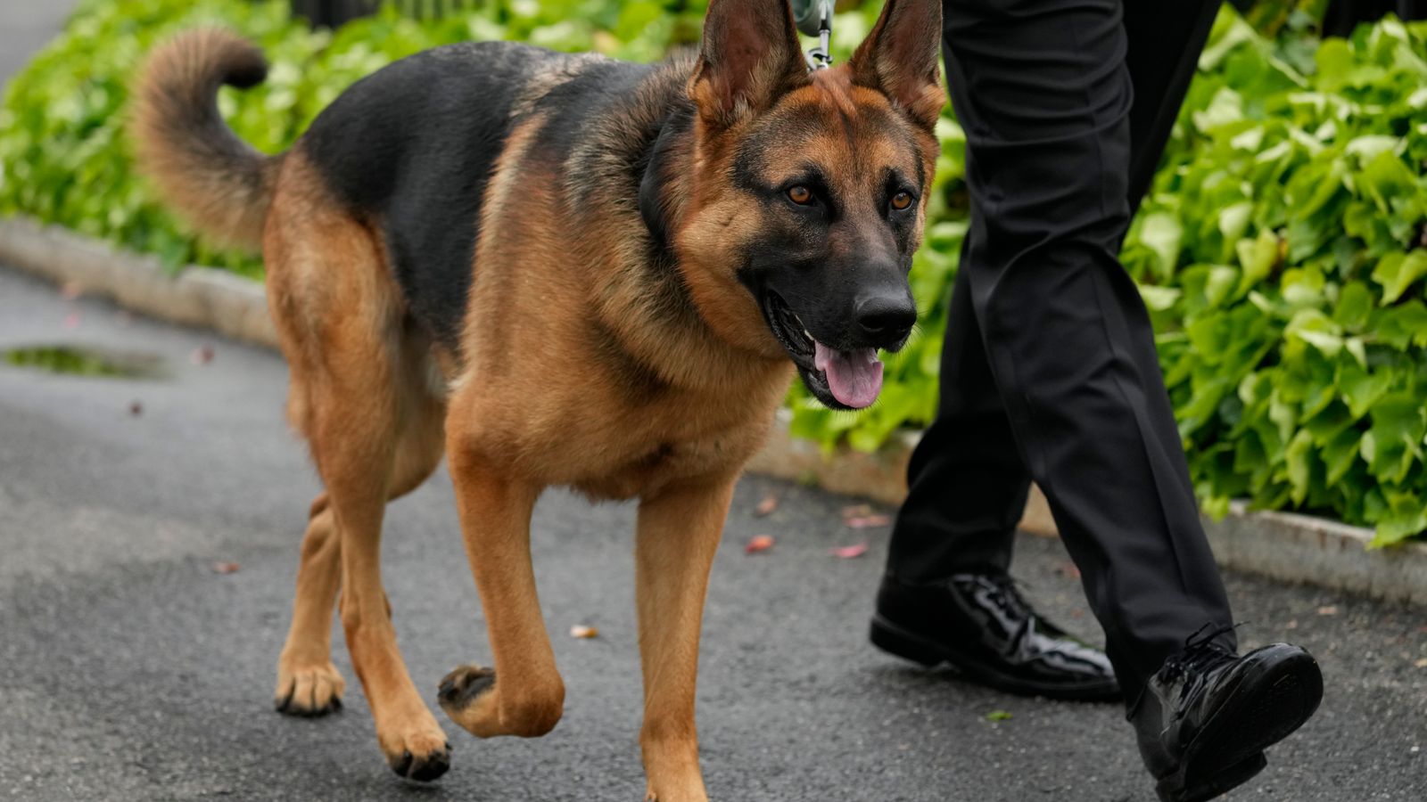 biden's dog 'should be put down', opponent who shot and killed her own dog suggests