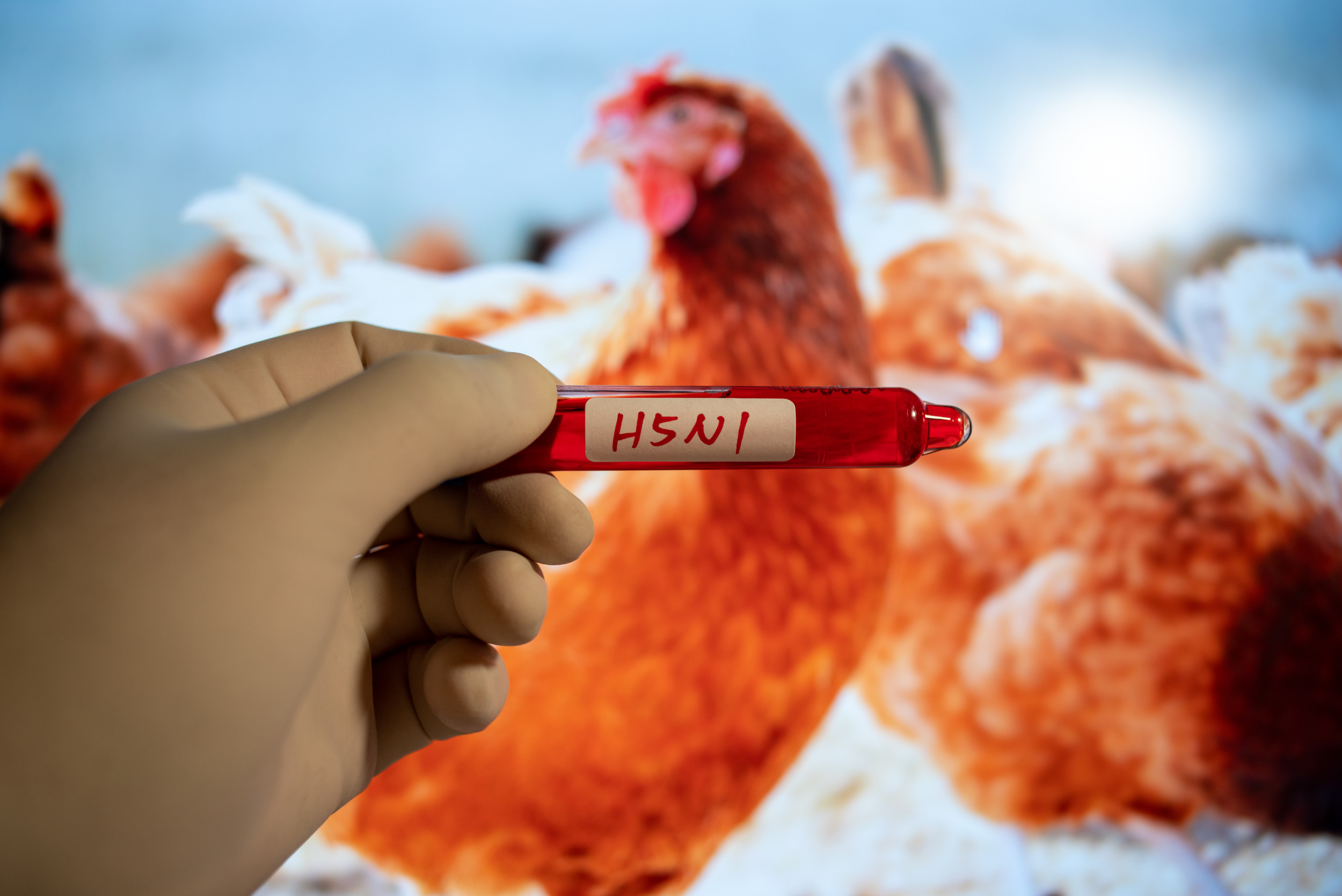 Fact Check: Could Bird Flu Kill One In Four Americans?