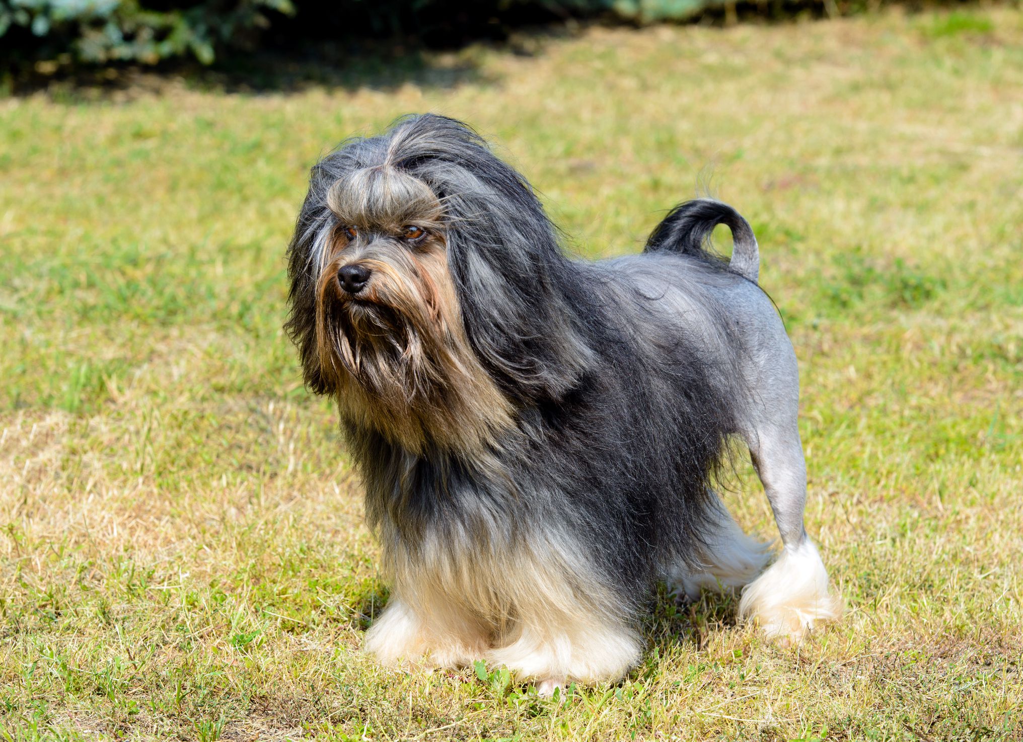 14 Dog Breeds You Probably Can't Afford