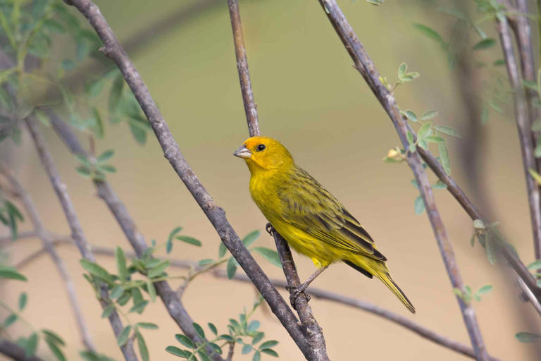 aaprophoto / Getty Images Saffron finches are one of hundreds of species that are impacted by excessive noise