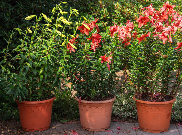 How To Grow And Care For Asiatic Lily