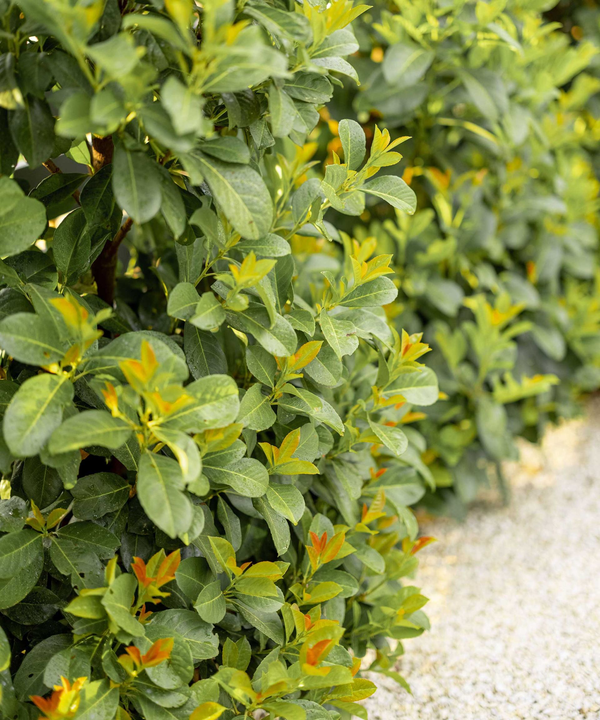 Best front yard hedges for privacy – 10 leafy choices to screen your ...