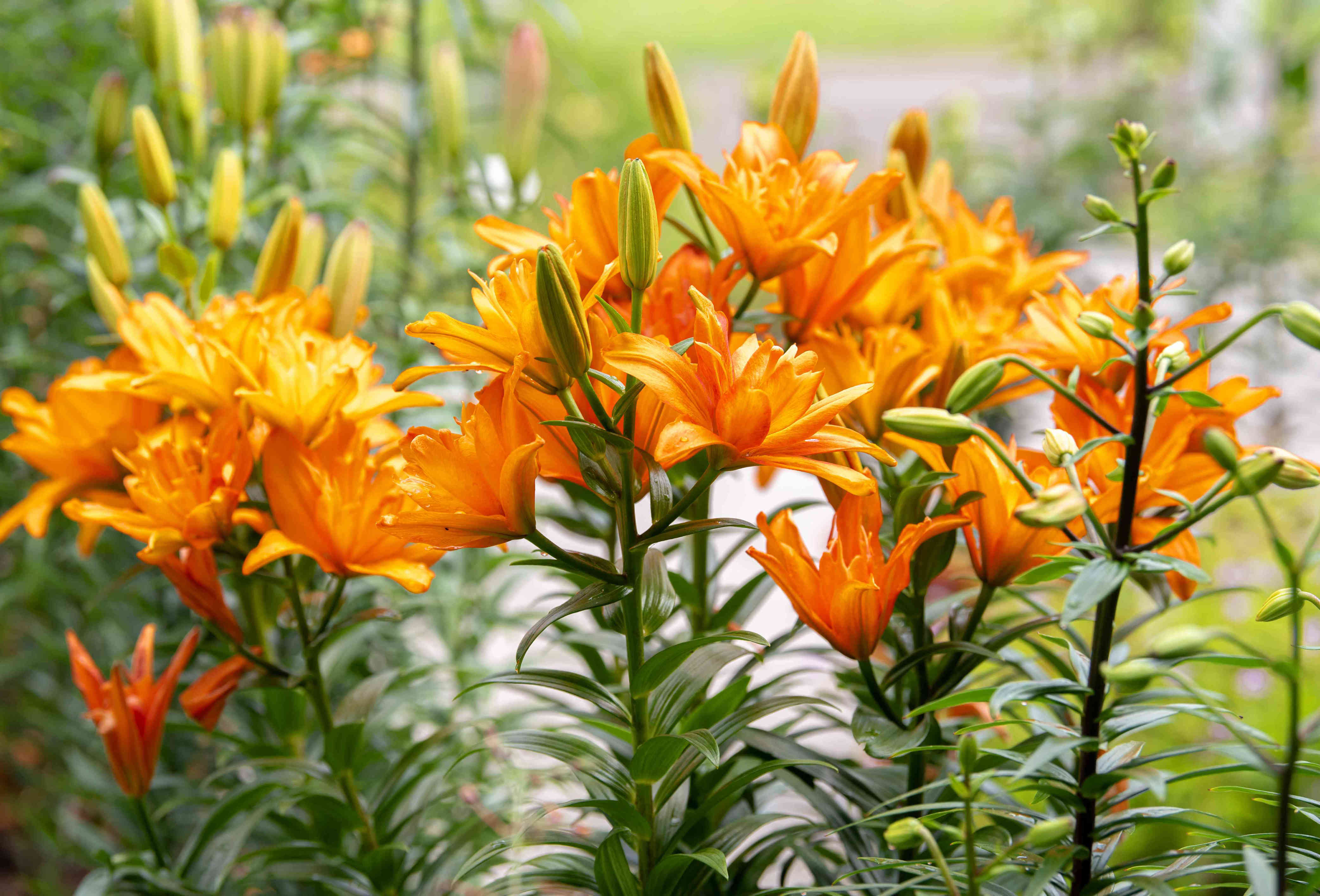 How to Grow and Care for Asiatic Lily
