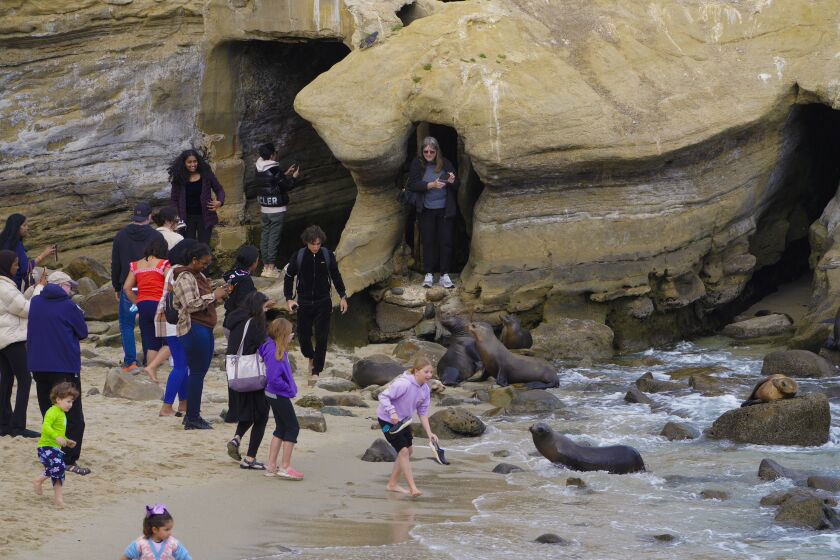 Two barking sea lions charge through crowd during breeding season at