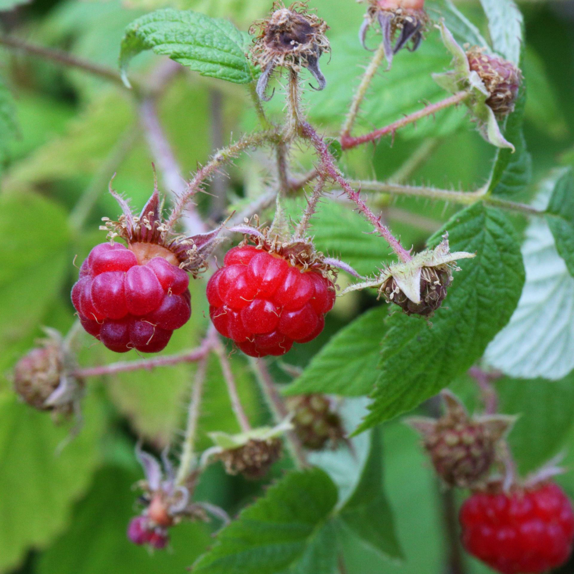 When to prune raspberries to keep your plant strong and healthy ...