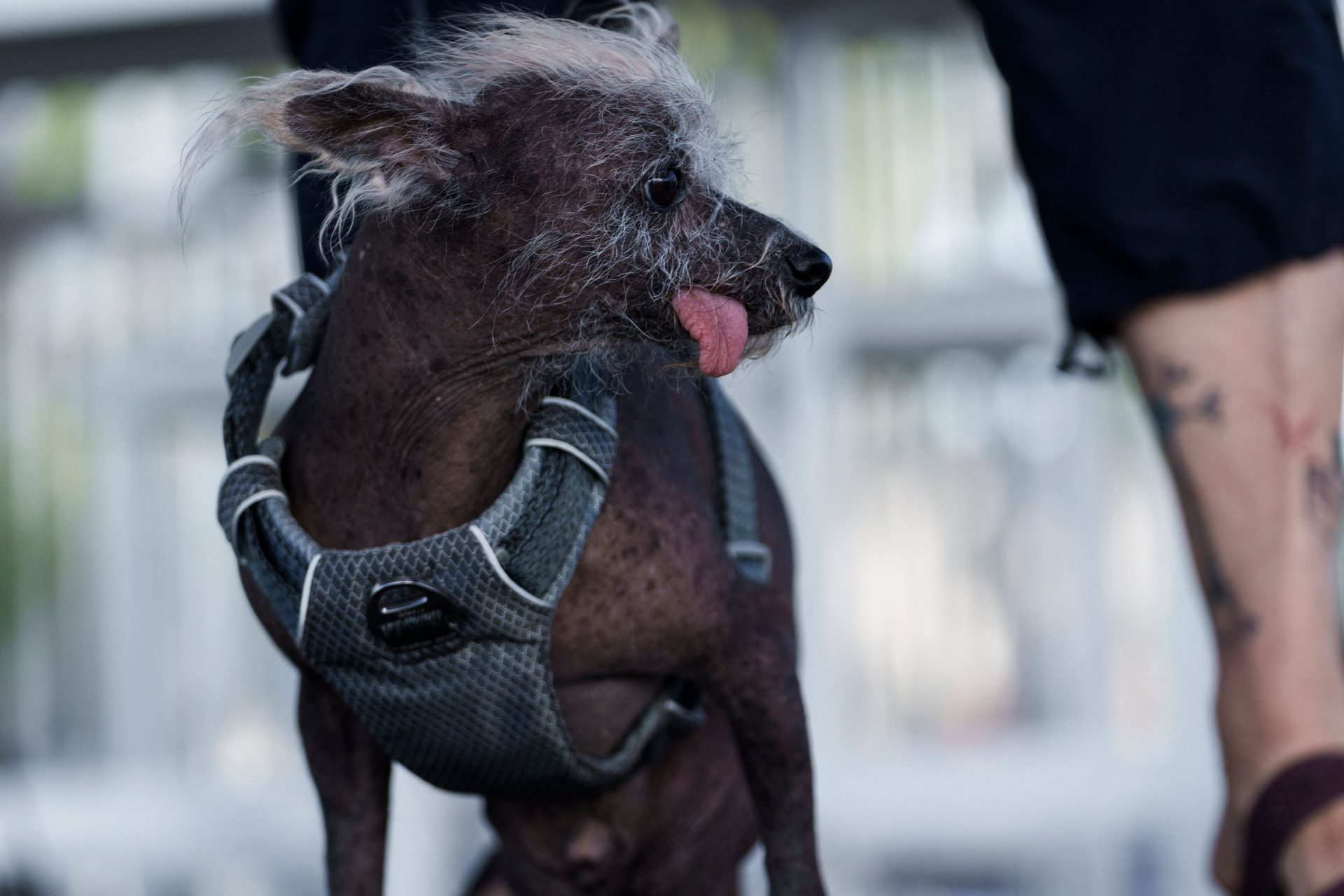 scooter-crowned-world-s-ugliest-dog-of-2023