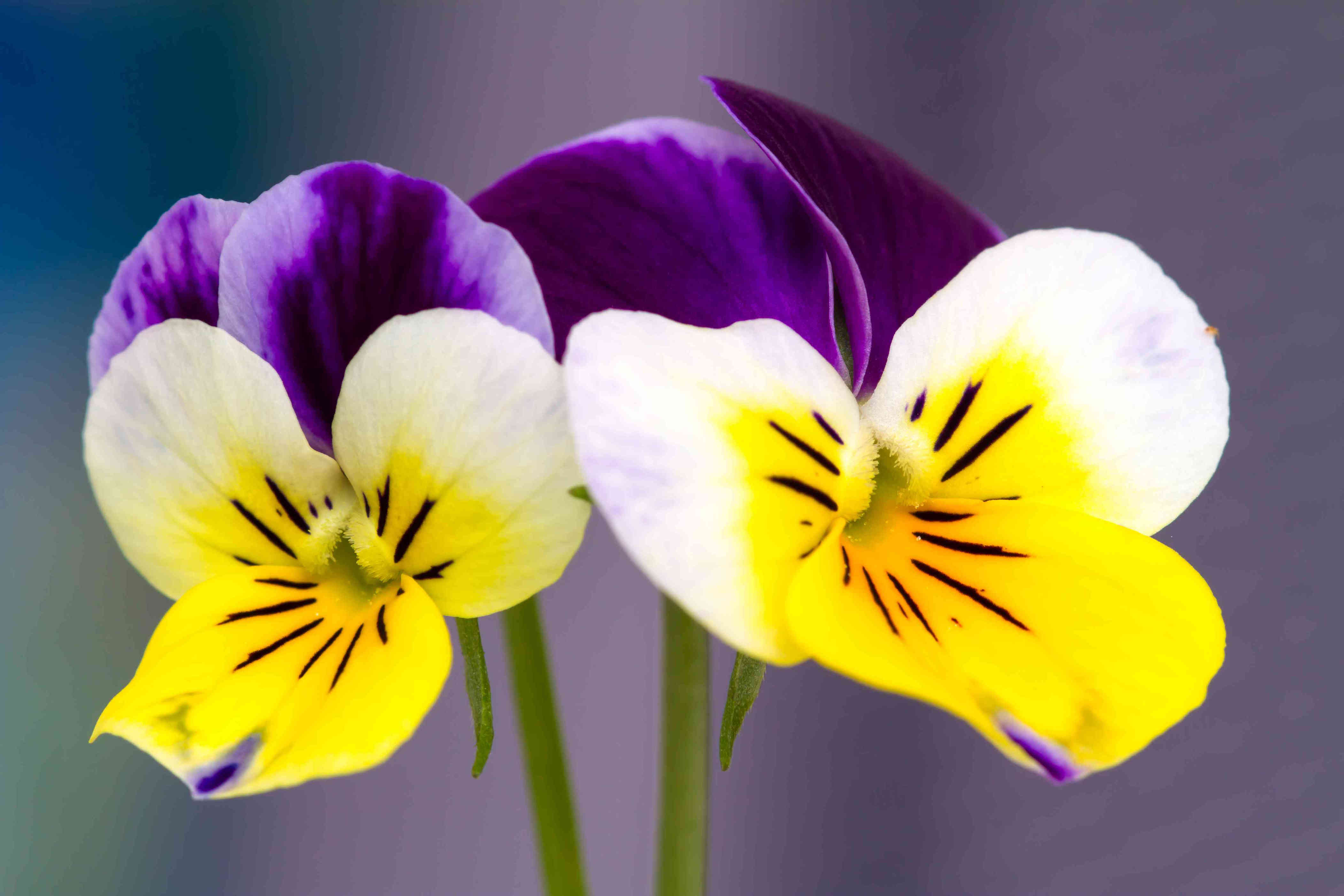 15 Colorful Flowers That Will Brighten Up Your Garden