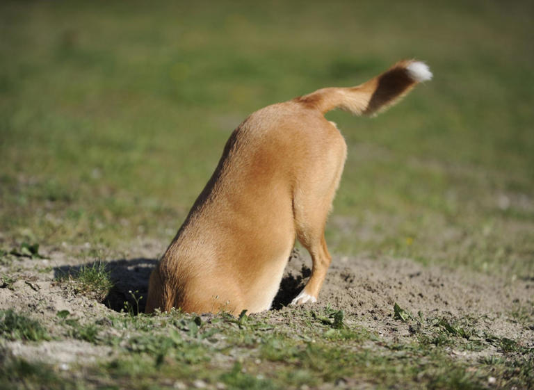 Dogs Who Dig It: Here are the 10 adorable breeds of digging dog most ...